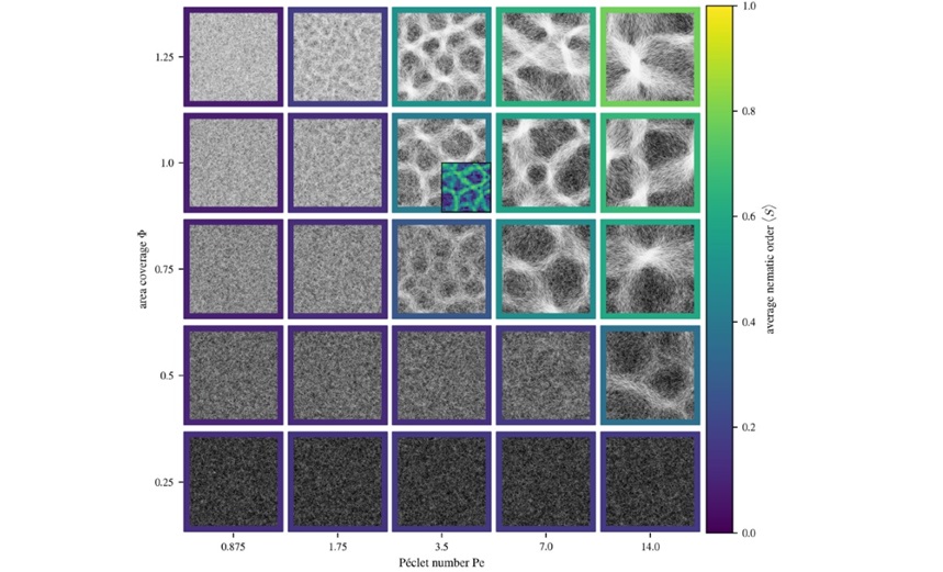 Image: The mosaic of images illustrates how cyanobacteria filaments form stable patterns under different conditions. Each panel represents a simulation showing how the arrangement of filaments changes with varying density (area coverage, Φ) and motility (Péclet number, Pe). Original figure caption at: https://doi.org/10.1038/s42005-024-01866-5