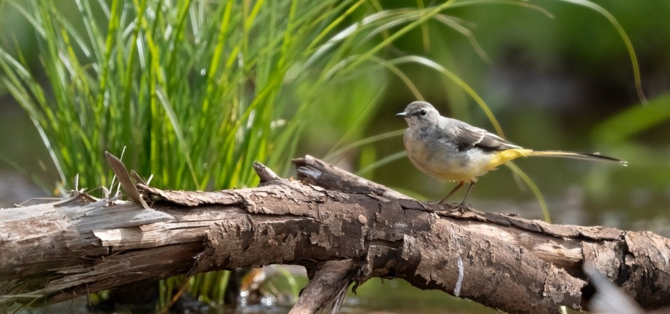 A wagtail bird