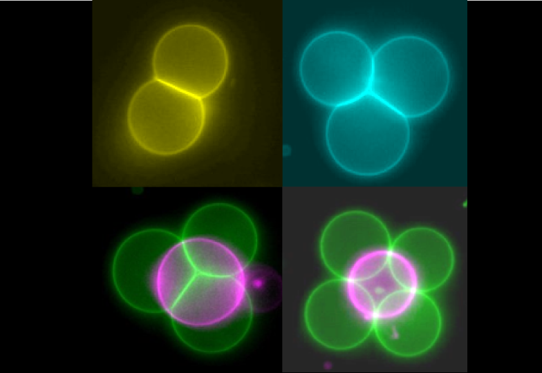 Researchers have used lasers to connect, arrange and merge artificial cells