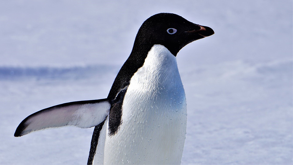 Adélie penguin. Photo by Dr Jeff Evans. 
