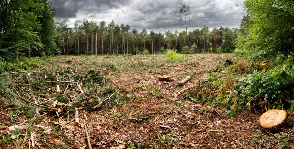 Image of trees cut down 