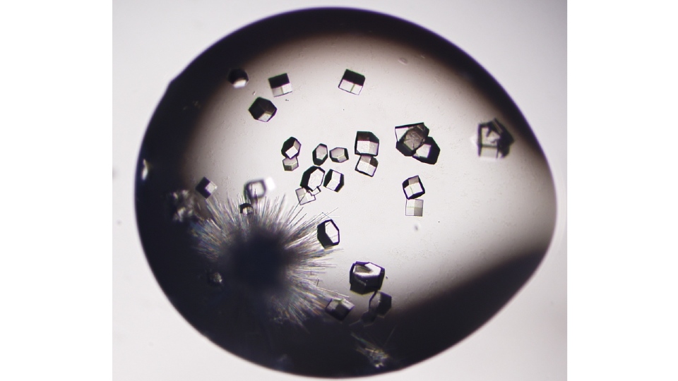 Crystallisation occuring. 
Protein crystal of lysozyme with tetragonal or sea urchin shape in one droplet