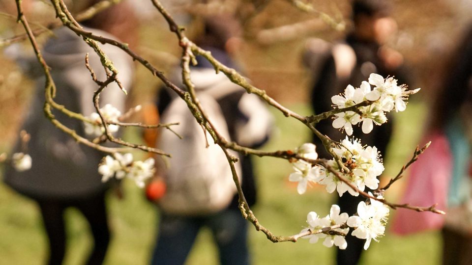 A close-up of a tree branch with white flowers growing on it.