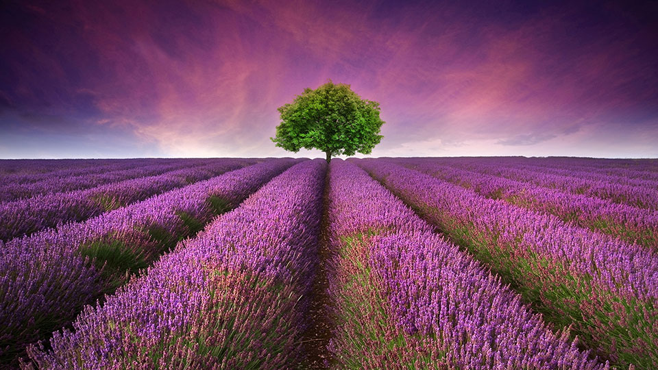 A field of rows of purple flowers with a single green tree in the distance