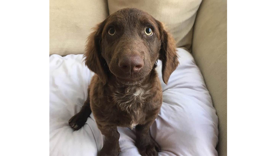 Pictured is Gloria the dog with a donated duvet.