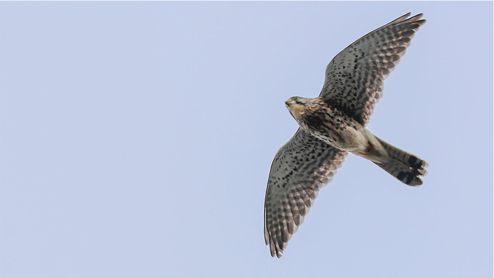 Pictured is a kesterl flying. Image courtesy of Mark McCall Photography (www.markjsmccall.com)