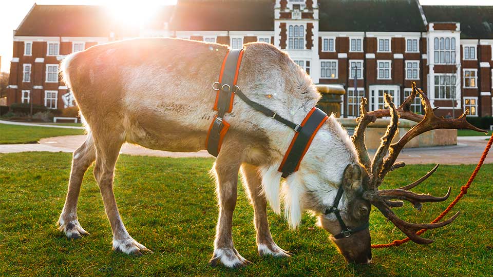 The winter wonderland event featured reindeer, snow and more. Image courtesy of Loughborough Students' Union. 