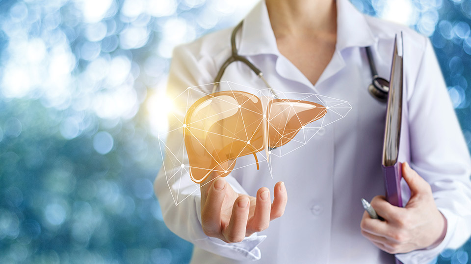 A doctor holding a liver drawing.