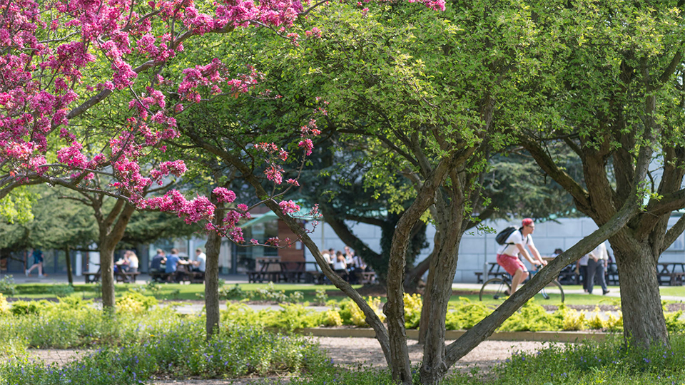 Image of greenery on campus with student cycling past 