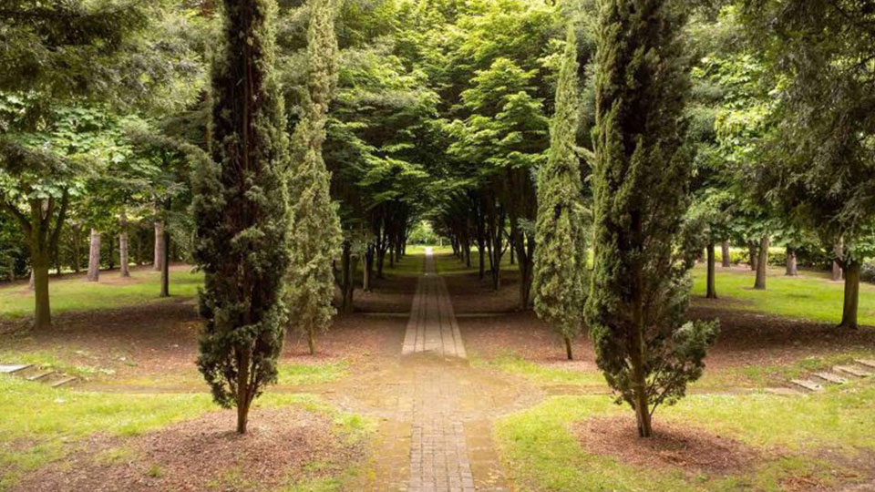 Path lined with trees