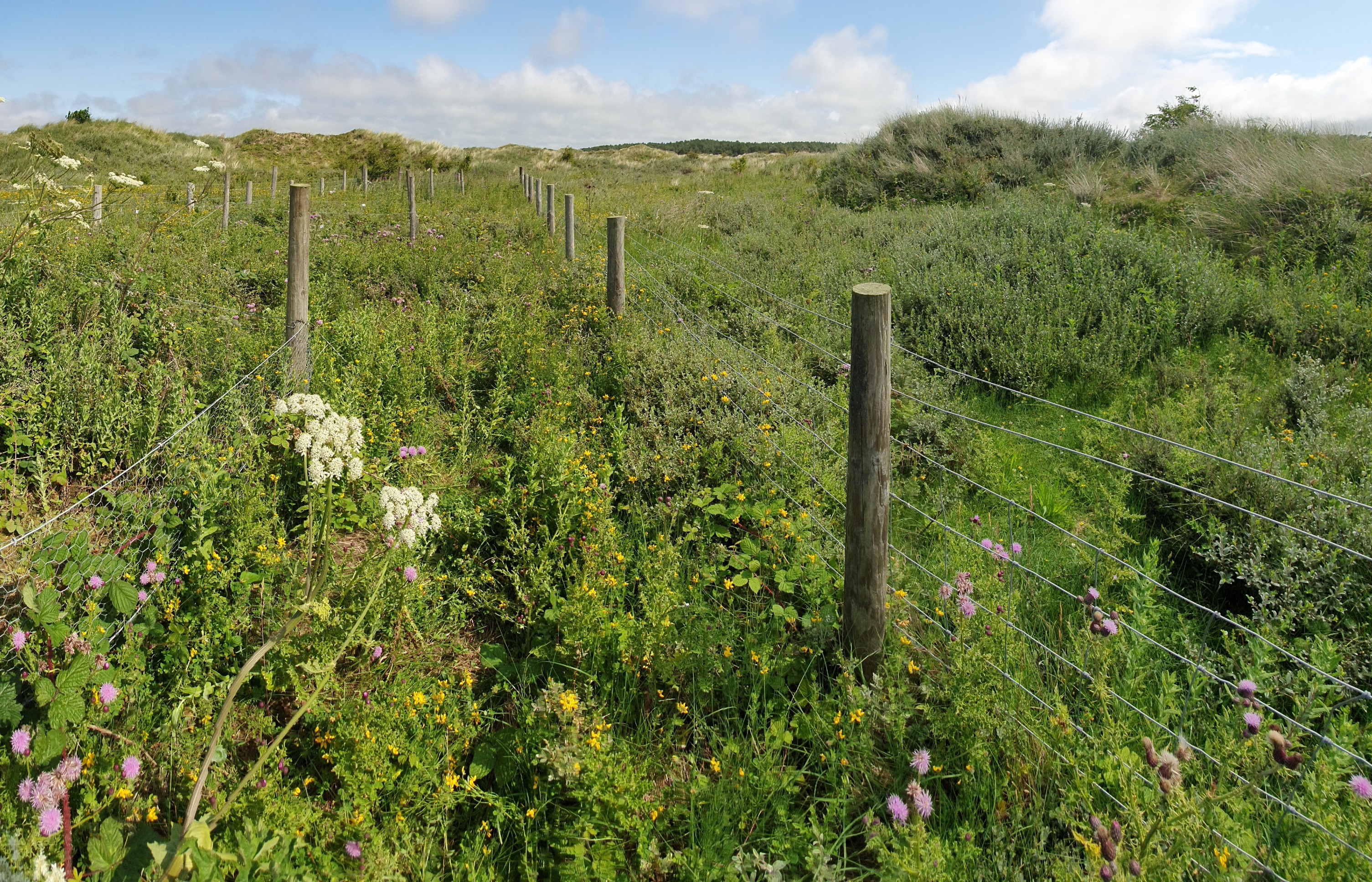 wildflowers in a field with a blue sky and small wire fence