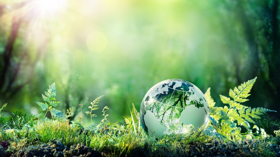 A globe sitting on moss in a forest