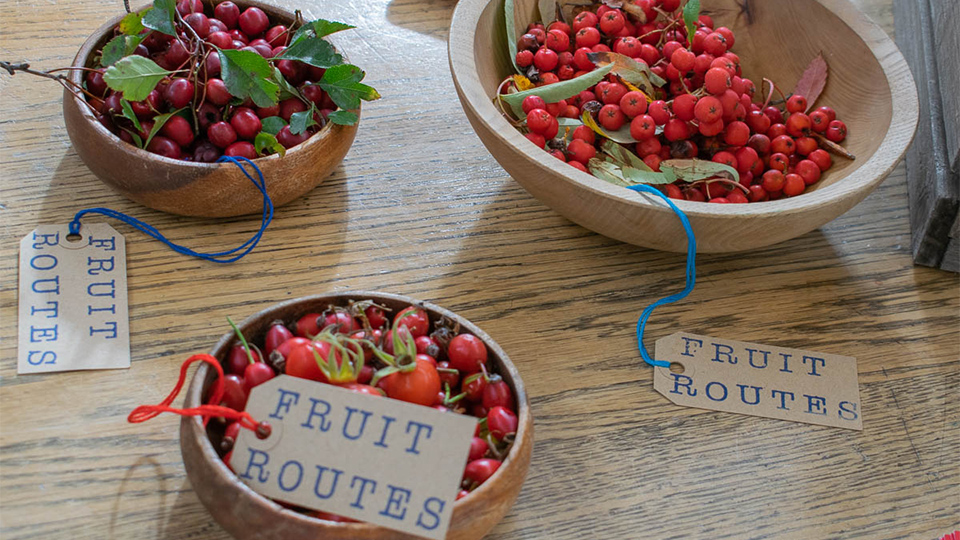 Photo of different types of berries foraged in wooden bowls